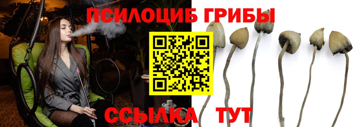 Псилоцибиновые грибы Psilocybe Новосибирск